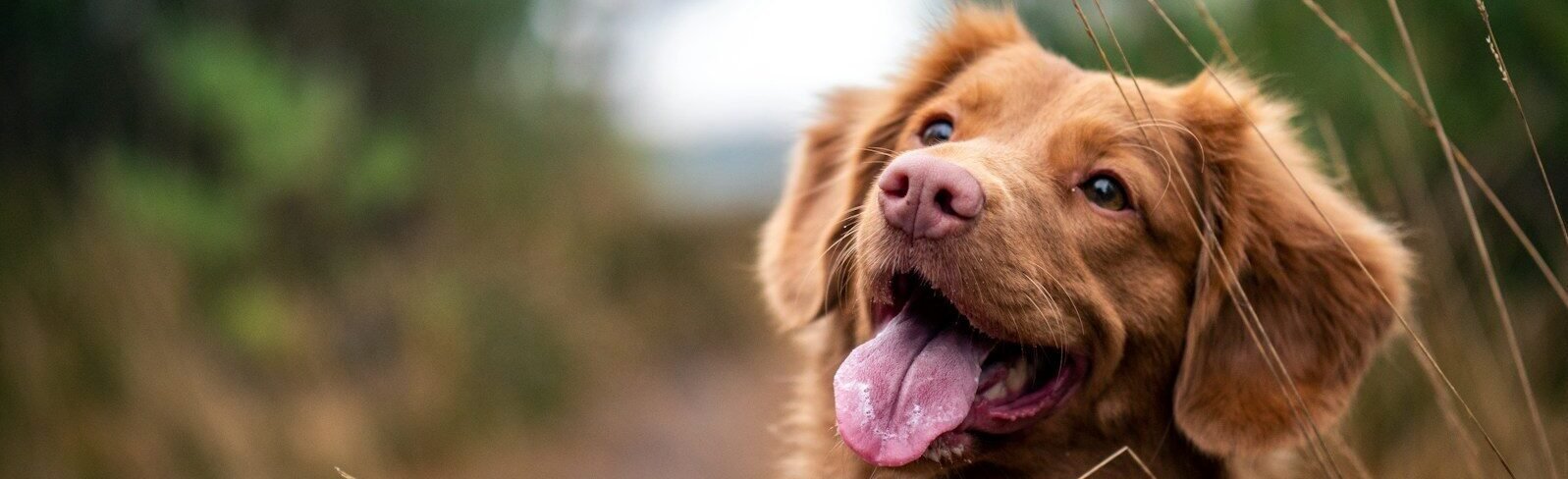 Photo by Jamie Street medium-coated brown dog during daytime